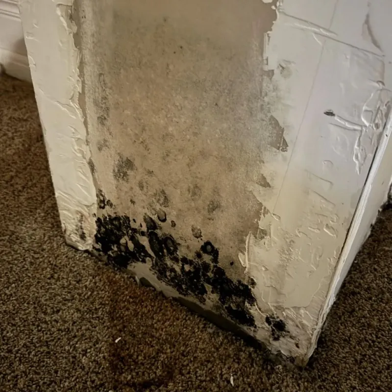 Professional Mold Removal in Yale, OK
